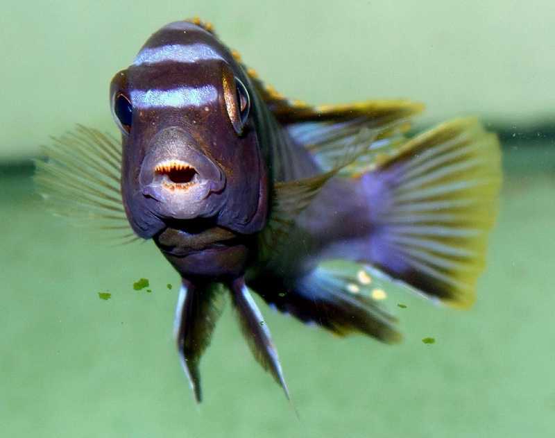 Labidochromis sp. 'mbamba' Mbamba Bay